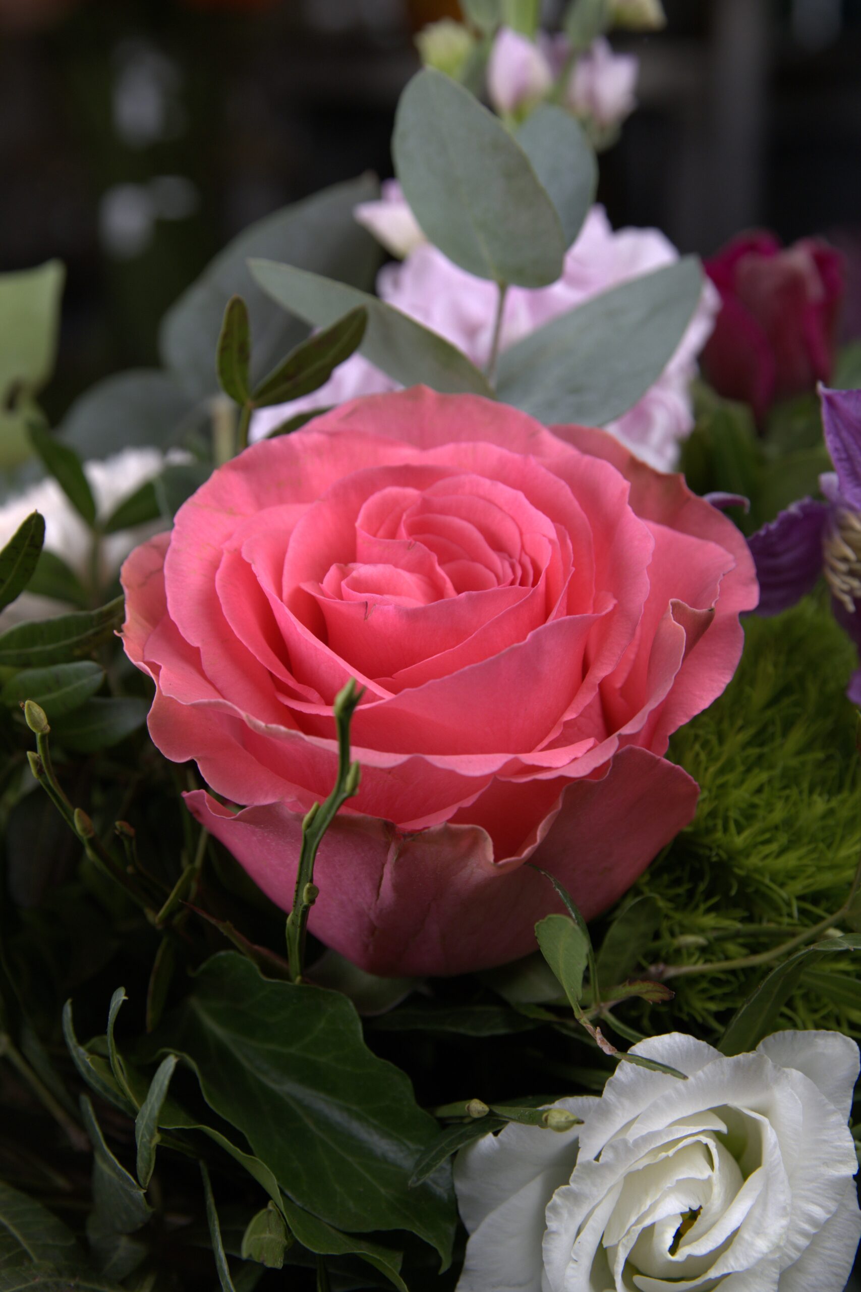 BS1_nahaufnahmeBlume_2zu3