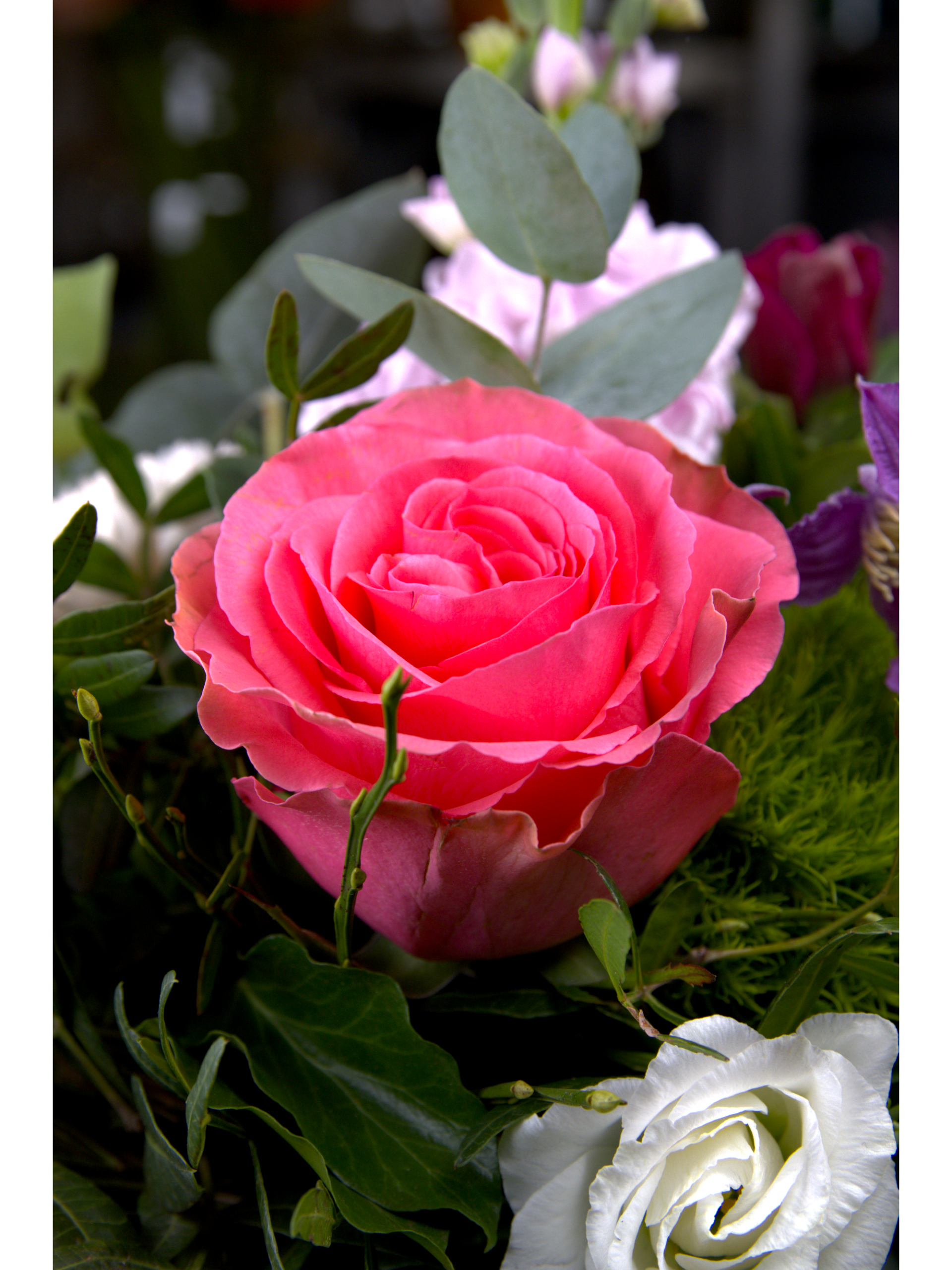 BS1_Blume_vf